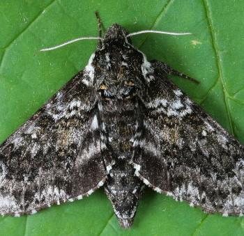 Dolba hyloeus