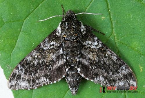 Dolba hyloeus
