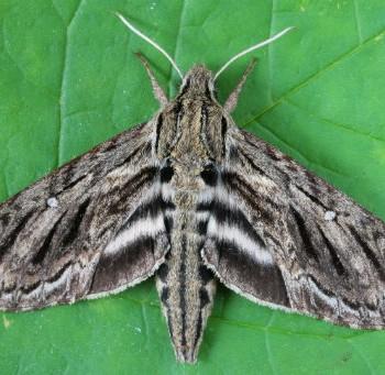 Sphinx eremitus