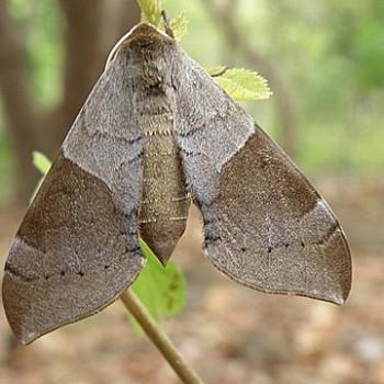 Agnosia orneus