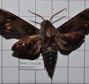 Gehlenia obliquifascia