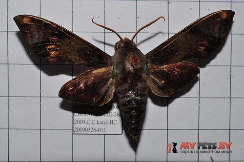 Gehlenia obliquifascia