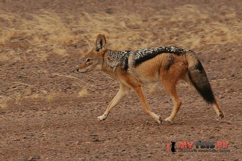 Canis adustus