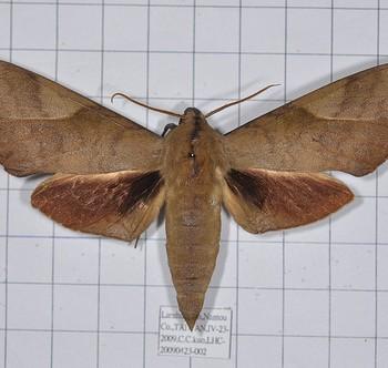 Clanis bilineata