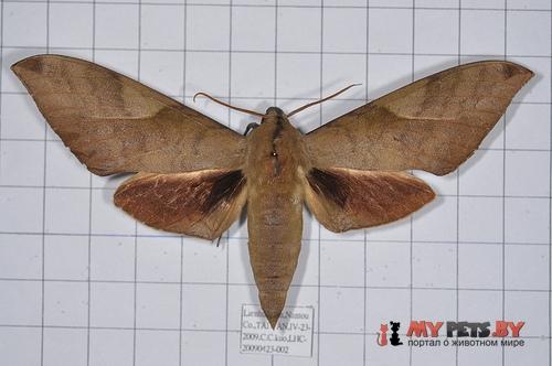 Clanis bilineata
