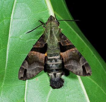 macroglossum sitiene
