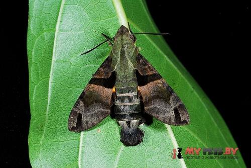 Macroglossum sitiene