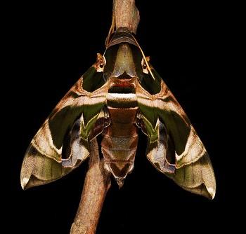 daphnis hypothous