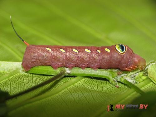 Pergesa acteus