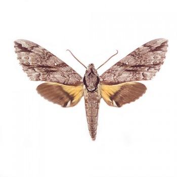 Panogena jasmini