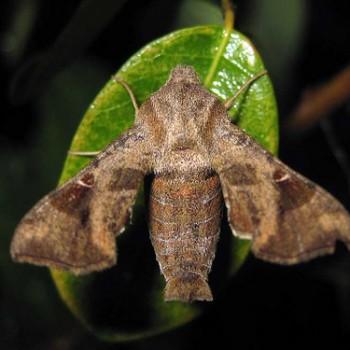 Sphingonaepiopsis nana