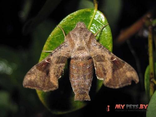 Sphingonaepiopsis nana