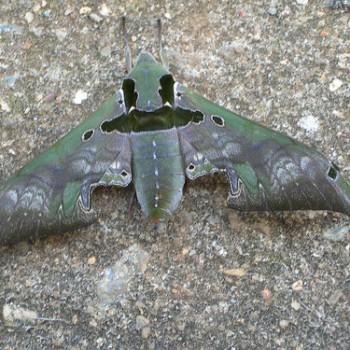 Orecta lycidas