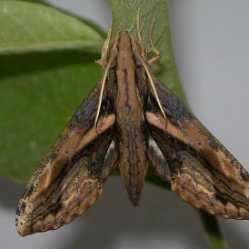 Xylophanes ceratomioides