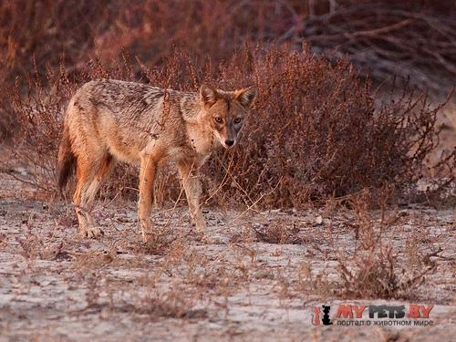 Golden jackal