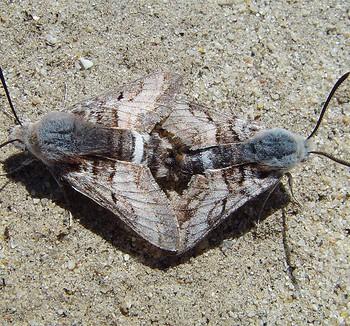 Euproserpinus phaeton