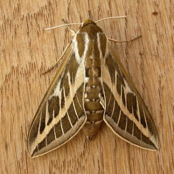 Hyles livornicoides