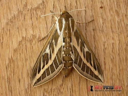 Hyles livornicoides