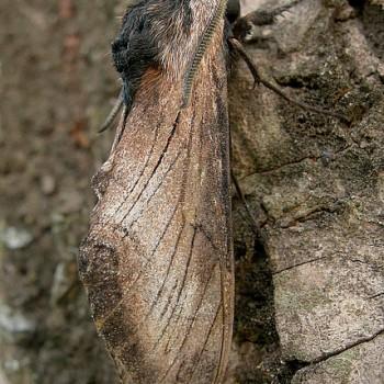 Neogene reevei