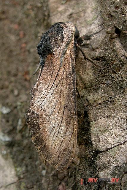 Neogene reevei