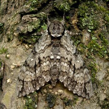 Manduca undata