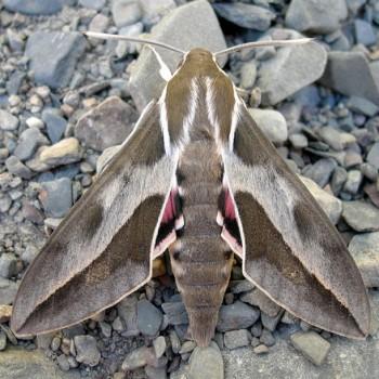 Hyles annei