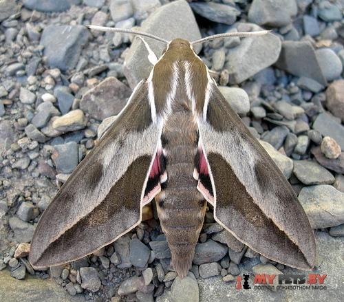 Hyles annei