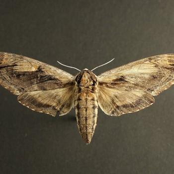 Ceratomia amyntor
