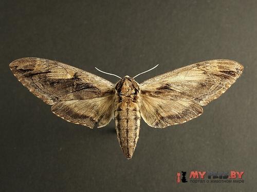 Ceratomia amyntor