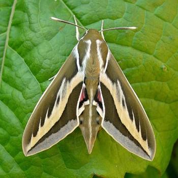 Hyles euphorbiarum