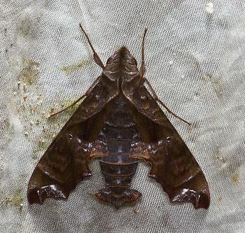 Nyceryx tacita