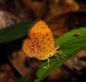 Callidula sakuni