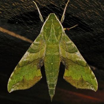 Xylophanes pluto