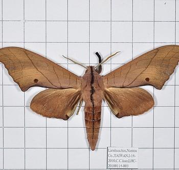 Marumba cristata