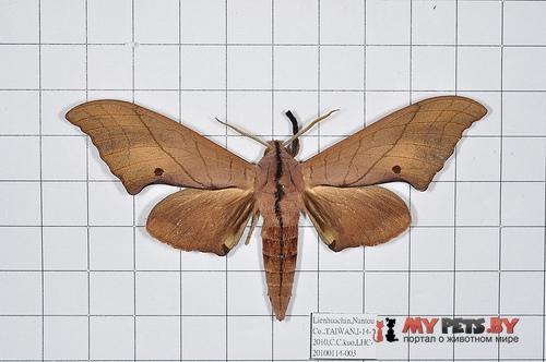 Marumba cristata