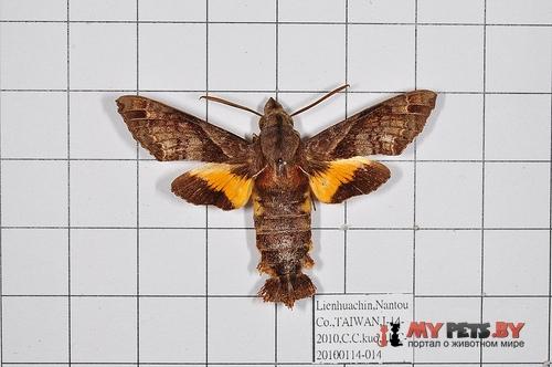 Macroglossum fritzei