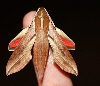 Hippotion boerhaviae