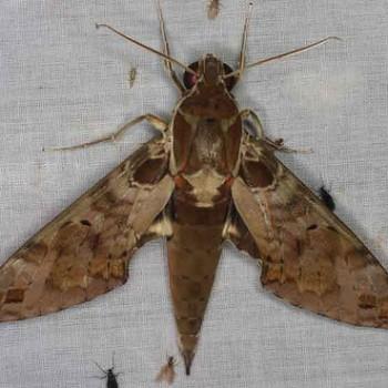 Cechenena helops