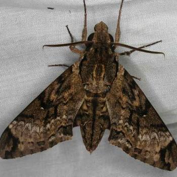 Poliana leucomelas