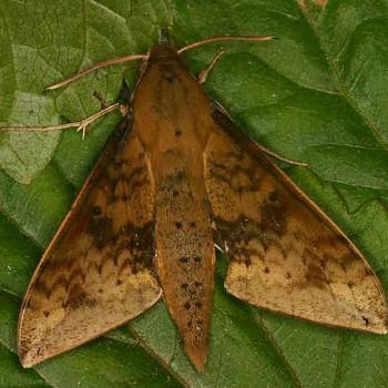 Rhagastis gloriosa