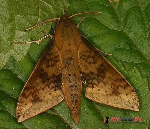 Rhagastis gloriosa