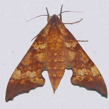 Smerinthulus quadripunctatus