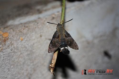Macroglossum gyrans