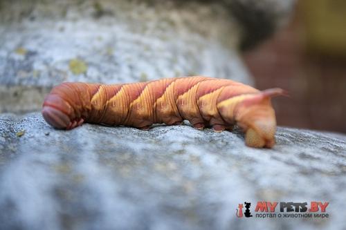 Darapsa versicolor