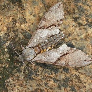Manduca incisa