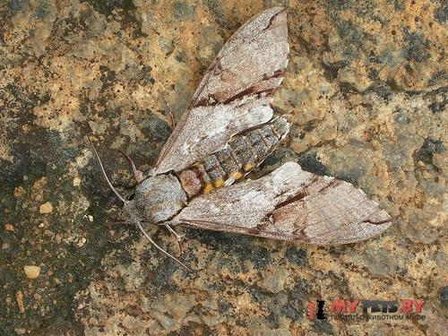 Manduca incisa