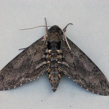 Lapara bombycoides