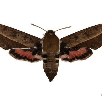 Hyles biguttata