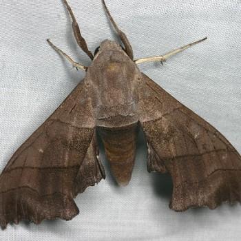 Polyptychus trilineatus
