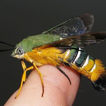 Cephonodes kingii
